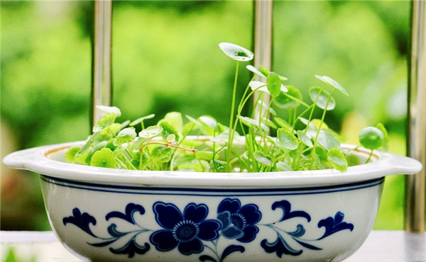 花卉預(yù)防黃葉 花卉預(yù)防黃葉