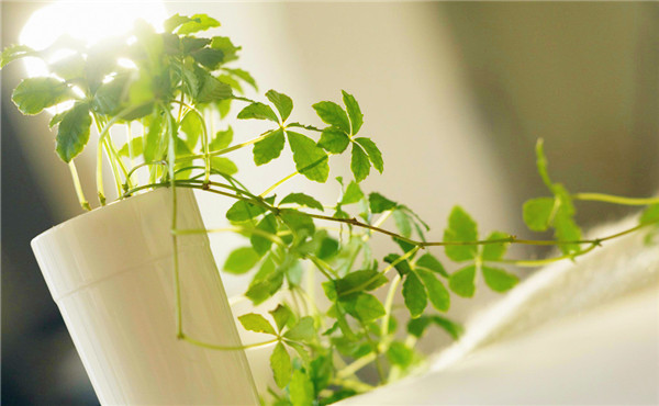 成都花卉租擺 成都花卉租擺